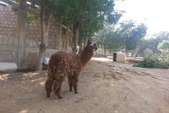 10988932_1055865174439275_3013929542664337191_o