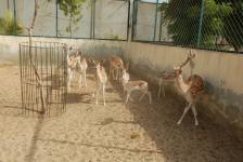 Zoo At Rani Empire