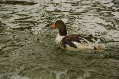 1292868_714405008585295_1896085636_o