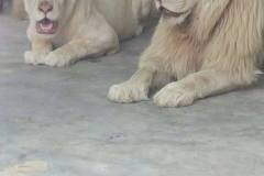 20626273_2009584282400688_6426062721284165374_o