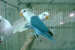 459985_649167035109093_2004934598_o (1)